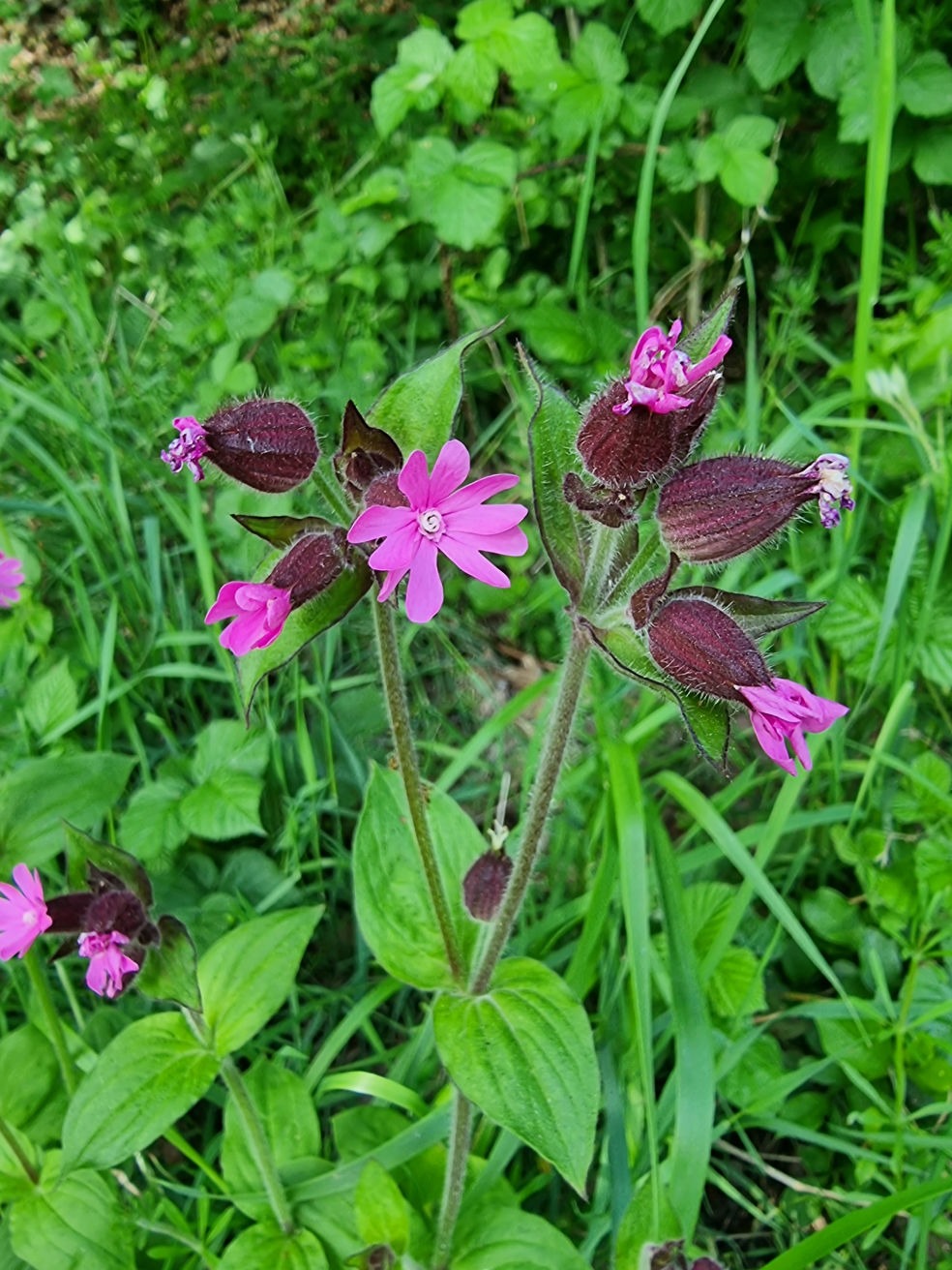 Sommertipps Kräuter Rote Lichtnelke