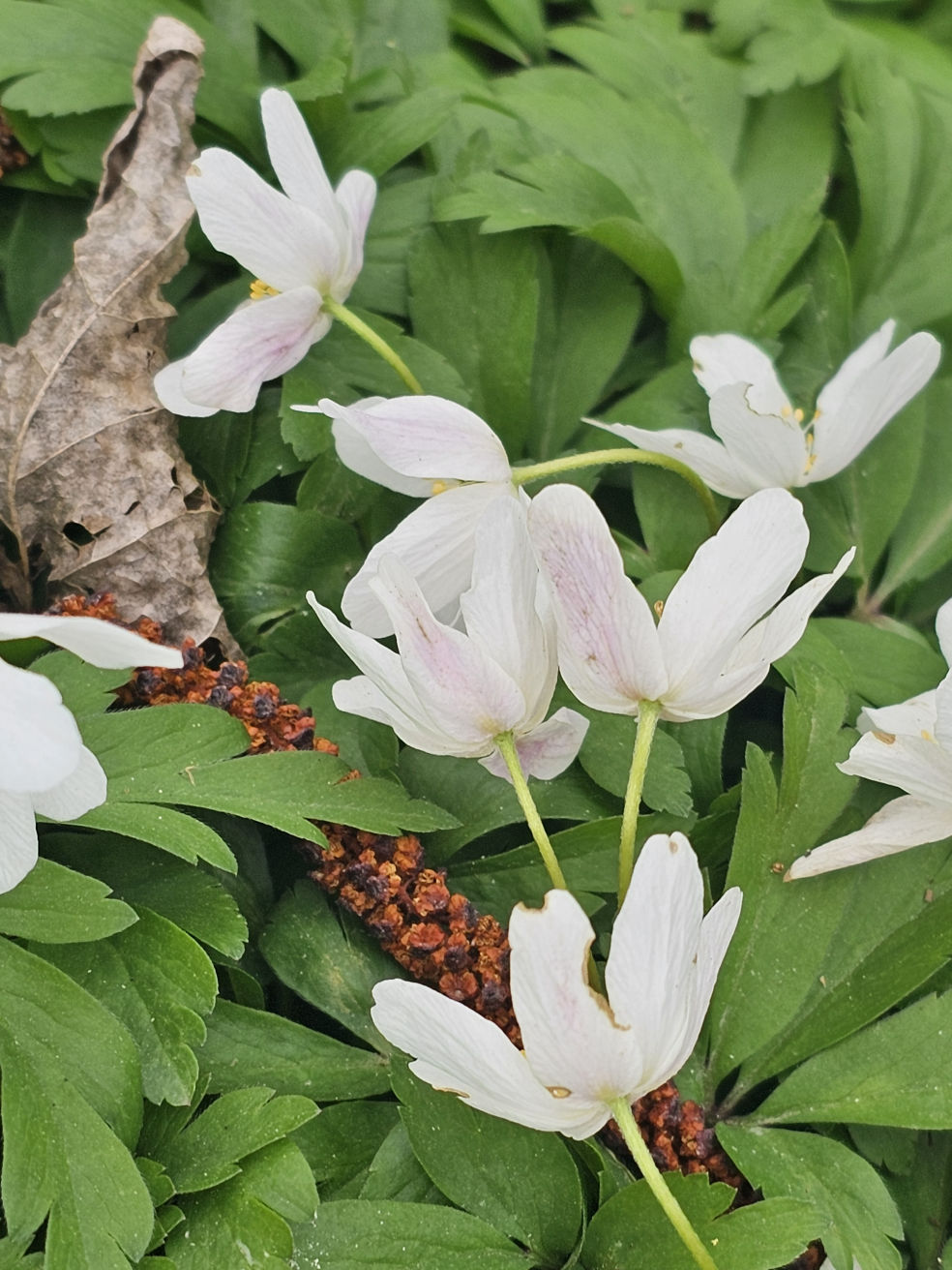 Naturheilkunde-Tipps für das Frühjahr