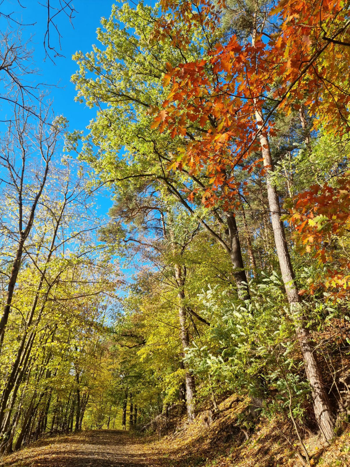 Naturheilkunde-Tipps für den Herbst